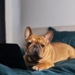 Kleinanzeigen Französische Bulldogge