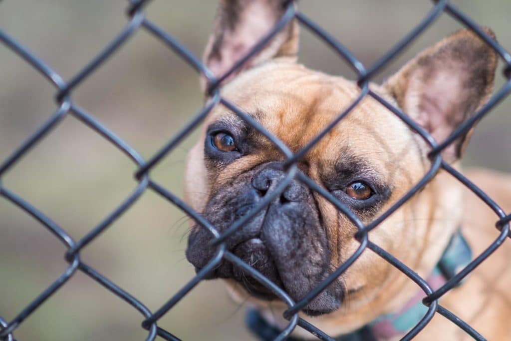Französische Bulldogge in Not, aus dem Tierheim FranzoesischeBulldogge.de