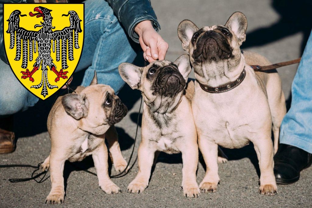 Französische Bulldogge Züchter mit Welpen Aachen, Nordrhein-Westfalen