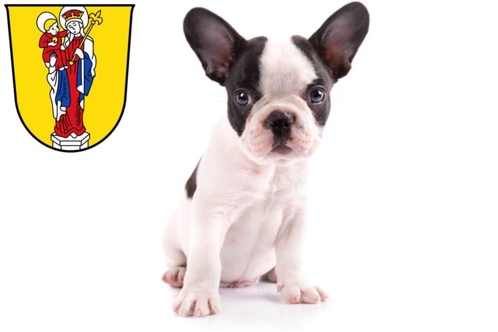 Französische Bulldogge Züchter mit Welpen Altötting, Bayern
