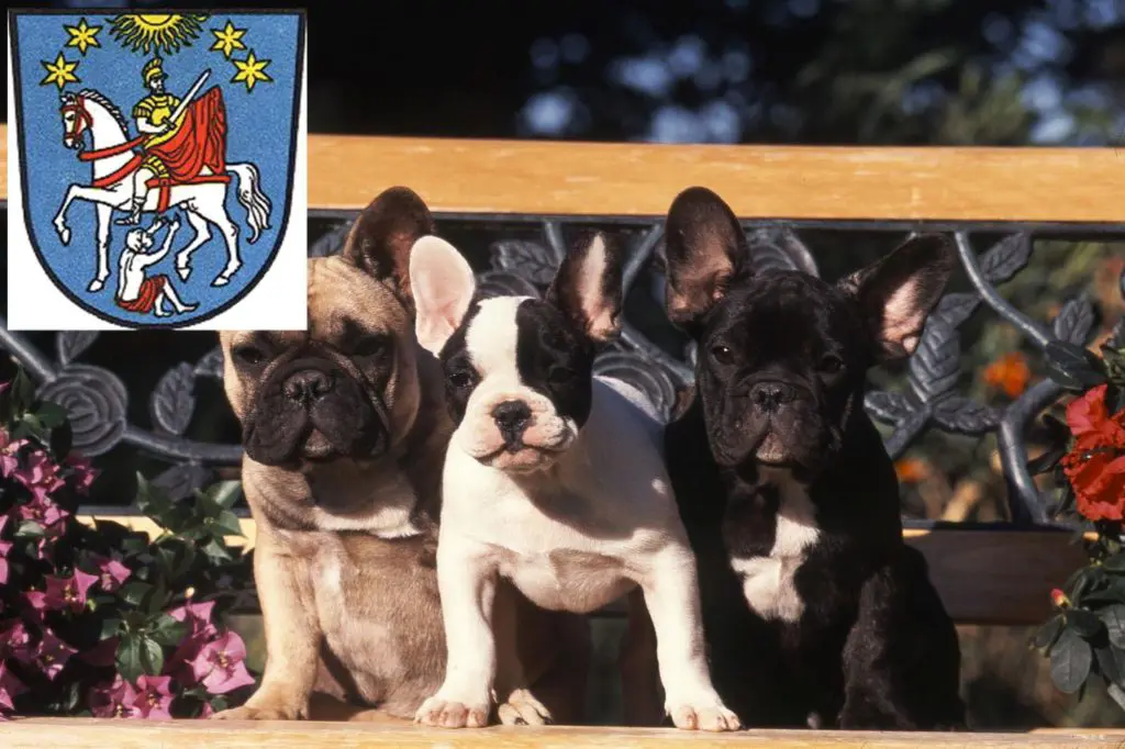 Französische Bulldogge Züchter mit Welpen Bad Ems, Rheinland-Pfalz