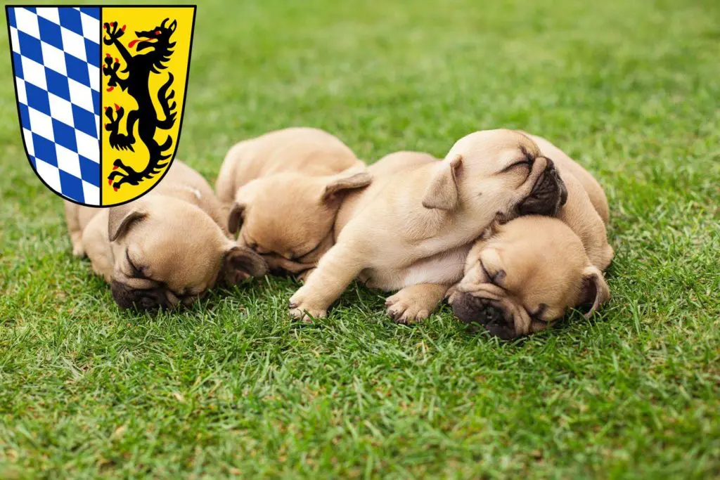 Französische Bulldogge Züchter mit Welpen Bad Reichenhall, Bayern