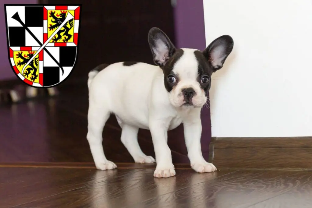 Französische Bulldogge Züchter mit Welpen Bayreuth, Bayern