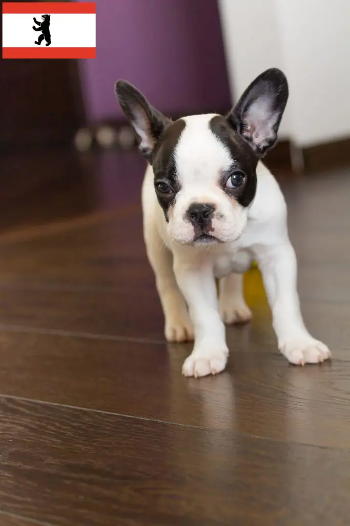 Französische Bulldogge Züchter mit Welpen Berlin, Berlin