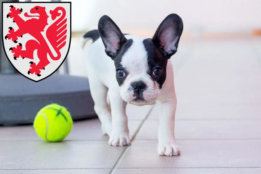 Französische Bulldogge Züchter mit Welpen Braunschweig, Niedersachsen