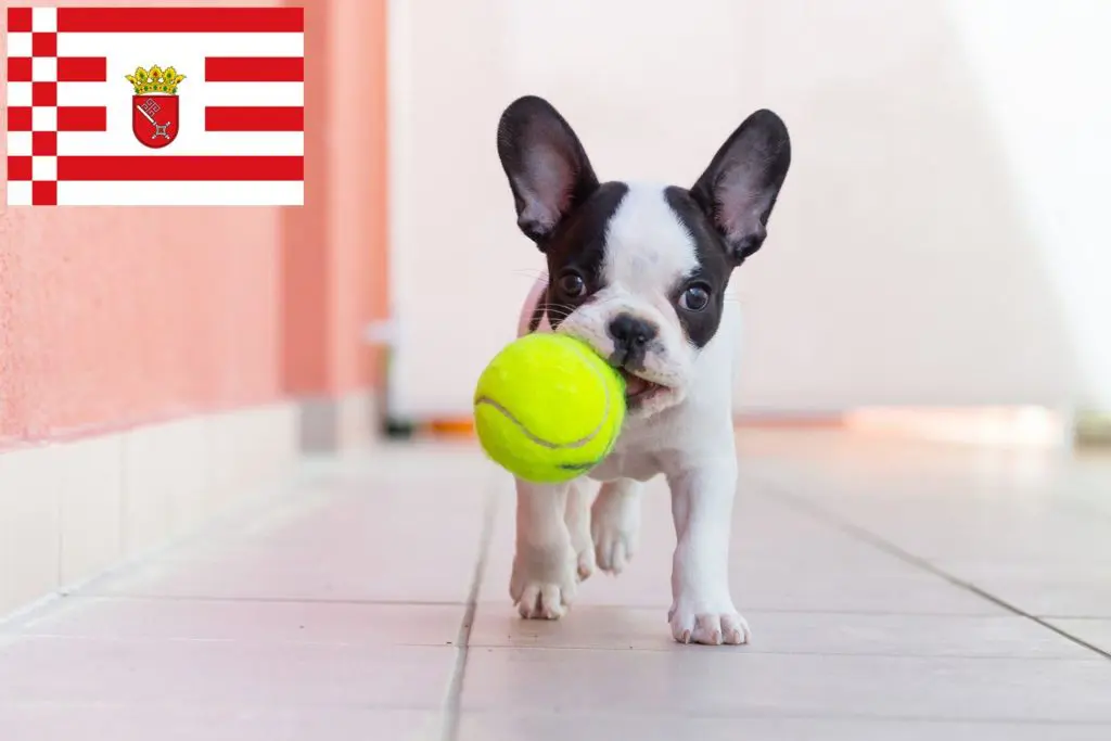 Französische Bulldogge Züchter mit Welpen Bremen, Bremen