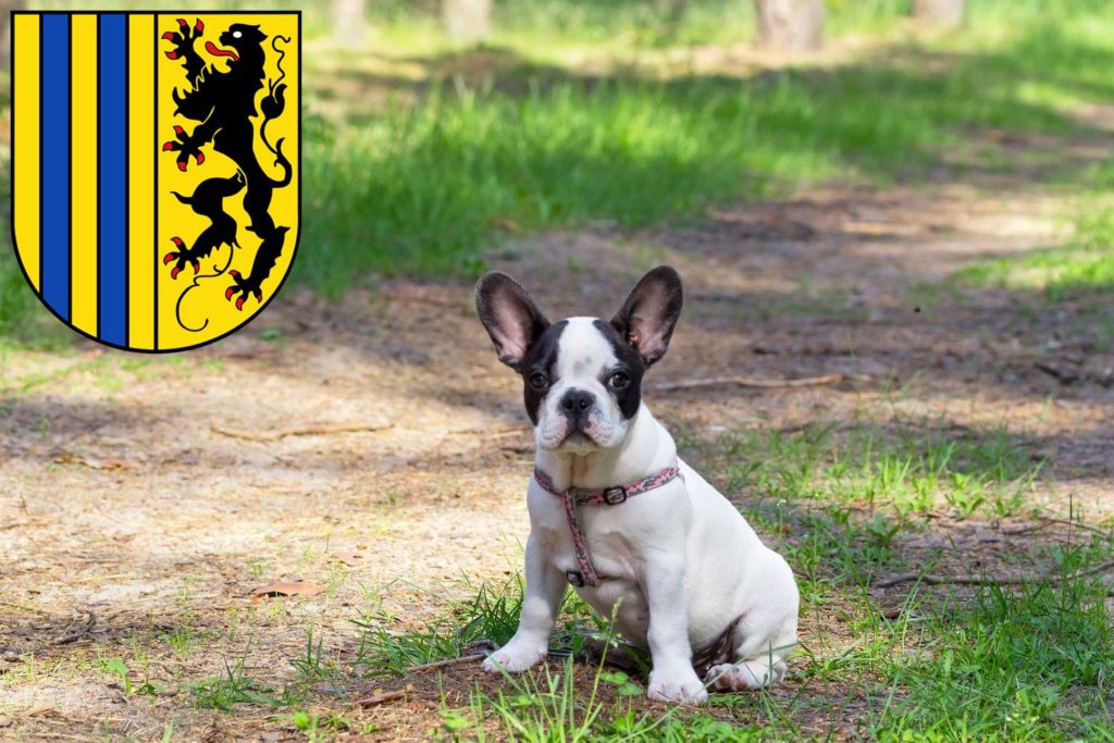 Französische Bulldogge Züchter mit Welpen Chemnitz, Sachsen