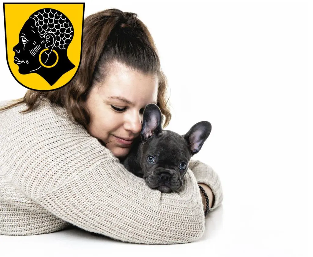 Französische Bulldogge Züchter mit Welpen Coburg, Bayern