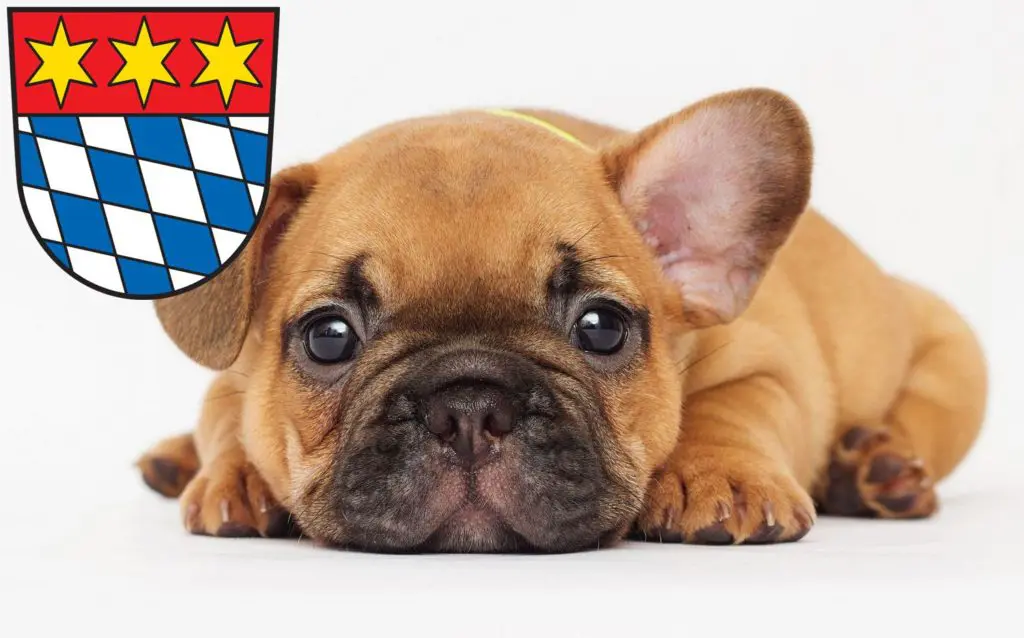 Französische Bulldogge Züchter mit Welpen Dingolfing, Bayern