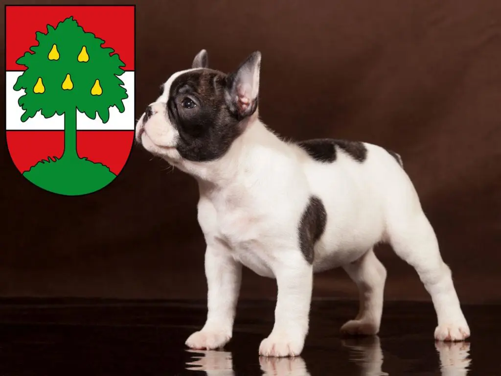 Französische Bulldogge Züchter mit Welpen Dornbirn, Österreich