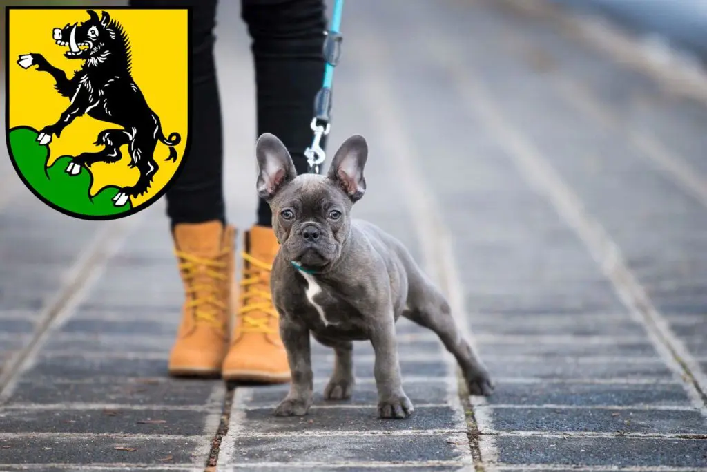 Französische Bulldogge Züchter mit Welpen Ebersberg, Bayern