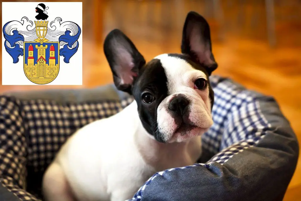 Französische Bulldogge Züchter mit Welpen Eisenberg (Thüringen), Thüringen