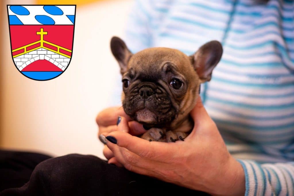Französische Bulldogge Züchter mit Welpen Fürstenfeldbruck, Bayern