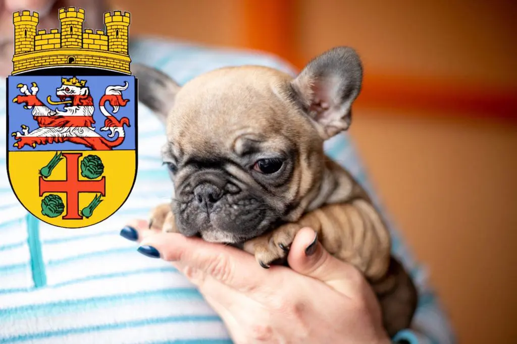 Französische Bulldogge Züchter mit Welpen Groß-Gerau, Hessen