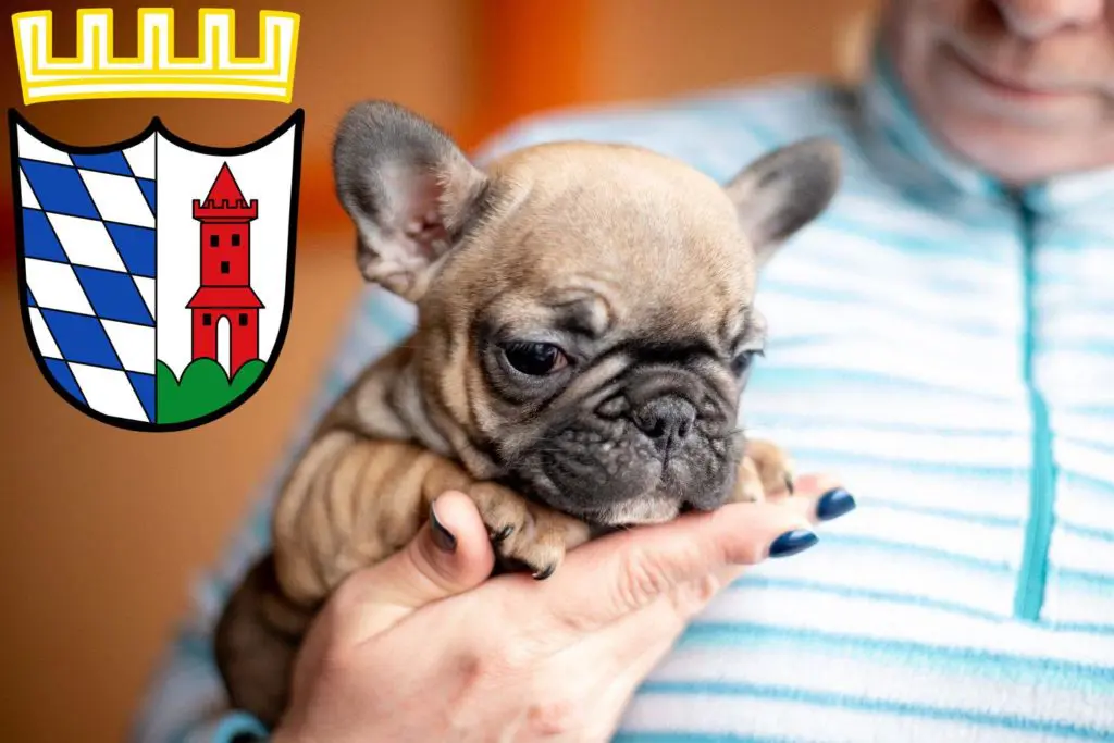 Französische Bulldogge Züchter mit Welpen Günzburg, Bayern
