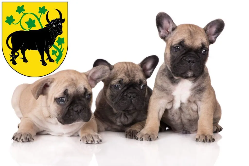 Französische Bulldogge Züchter mit Welpen Güstrow, Mecklenburg-Vorpommern