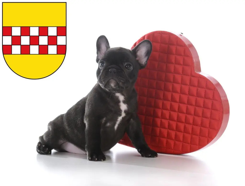 Französische Bulldogge Züchter mit Welpen Hamm, Nordrhein-Westfalen