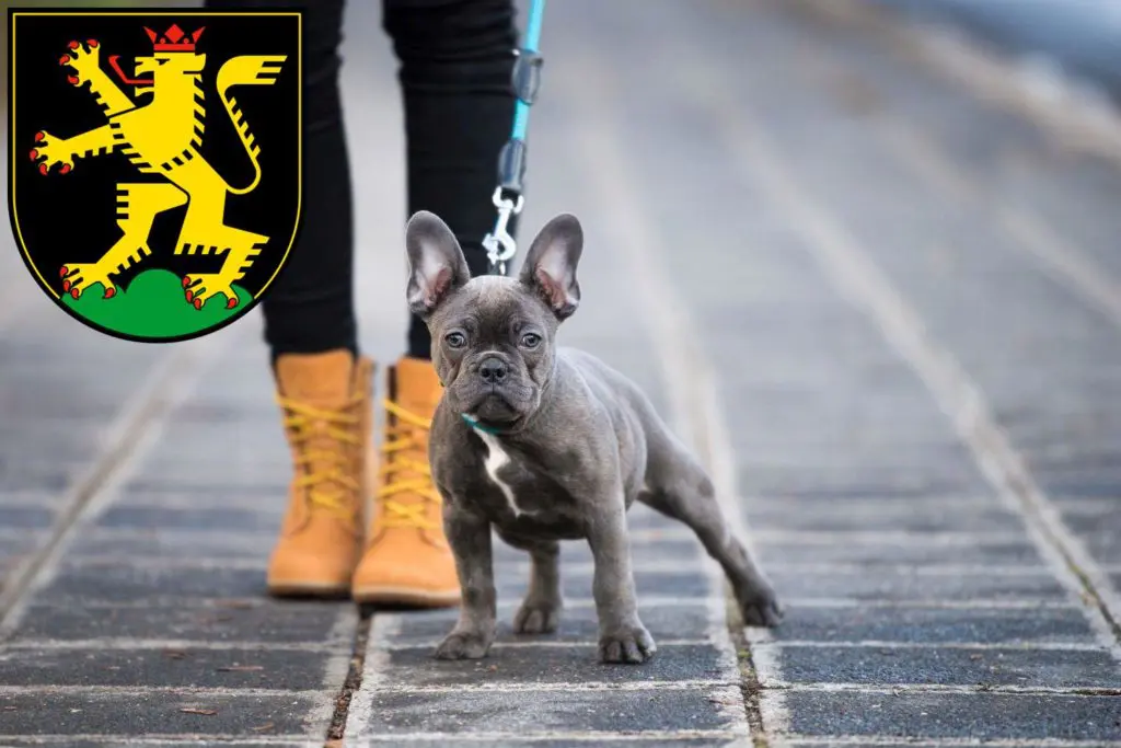 Französische Bulldogge Züchter mit Welpen Heidelberg, Baden-Württemberg