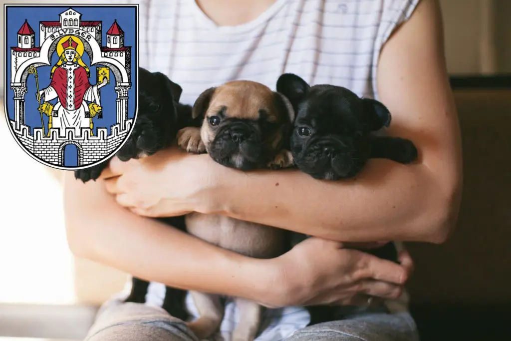 Französische Bulldogge Züchter mit Welpen Helmstedt, Niedersachsen