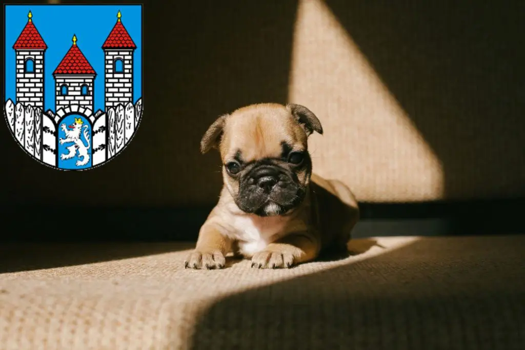 Französische Bulldogge Züchter mit Welpen Holzminden, Niedersachsen