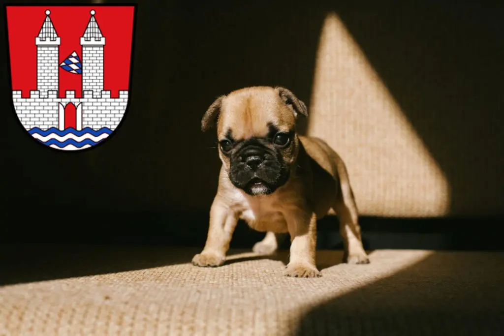 Französische Bulldogge Züchter mit Welpen Kelheim, Bayern