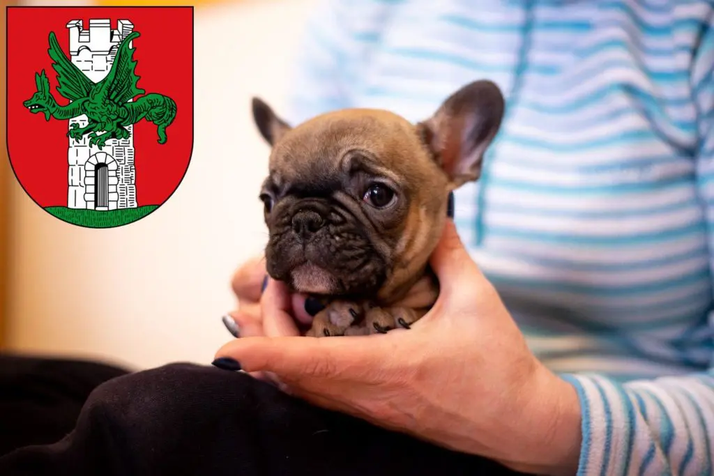 Französische Bulldogge Züchter mit Welpen Klagenfurt, Österreich
