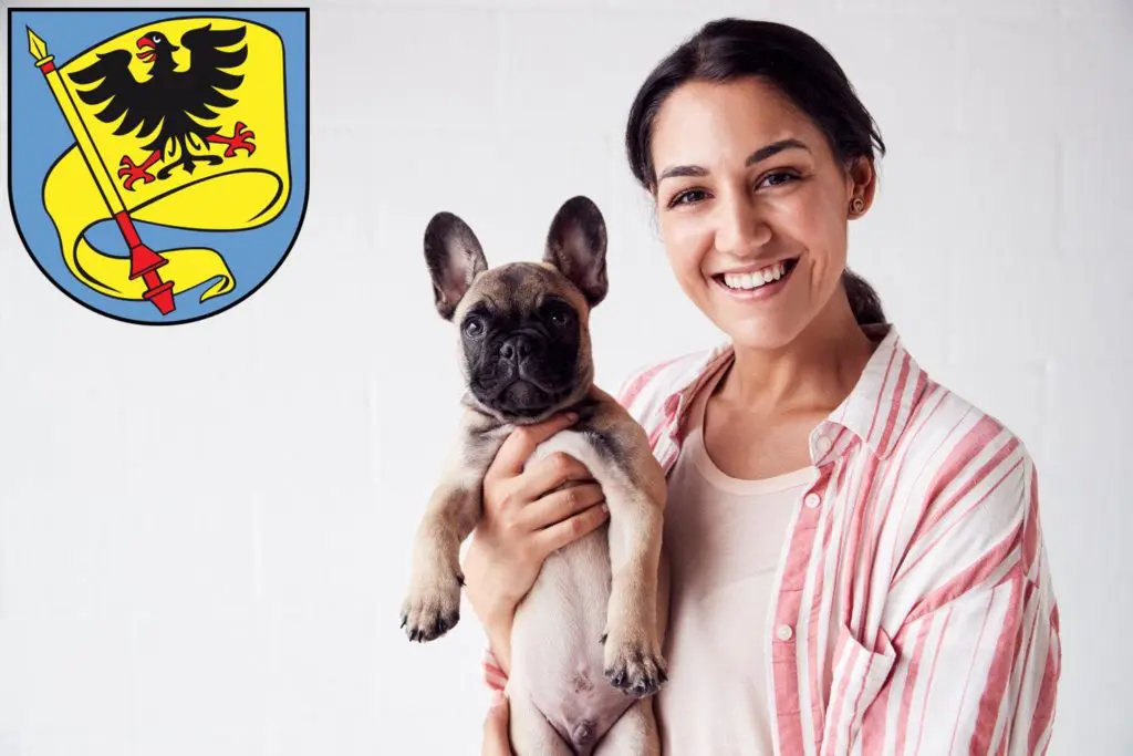 Französische Bulldogge Züchter mit Welpen Ludwigsburg, Baden-Württemberg