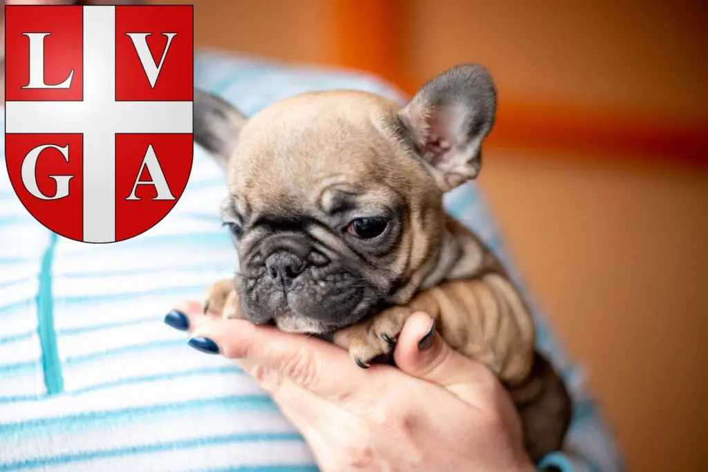 Französische Bulldogge Züchter mit Welpen Lugano, Schweiz