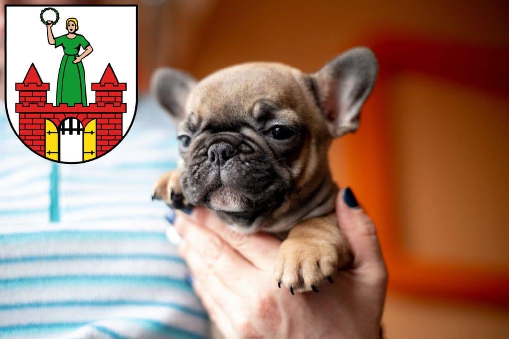Französische Bulldogge Züchter mit Welpen Magdeburg, Sachsen-Anhalt
