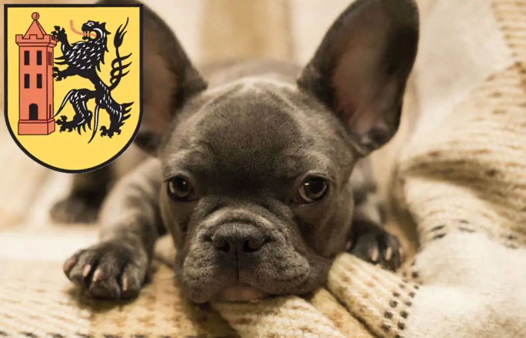 Französische Bulldogge Züchter mit Welpen Meißen, Sachsen