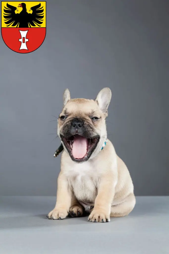 Französische Bulldogge Züchter mit Welpen Mühlhausen/Thüringen, Thüringen