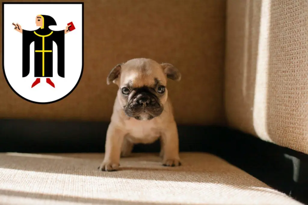 Französische Bulldogge Züchter mit Welpen München, Bayern