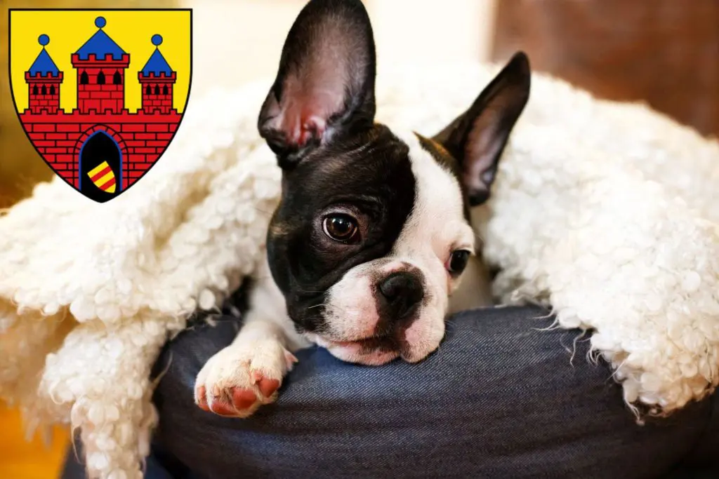 Französische Bulldogge Züchter mit Welpen Oldenburg, Niedersachsen