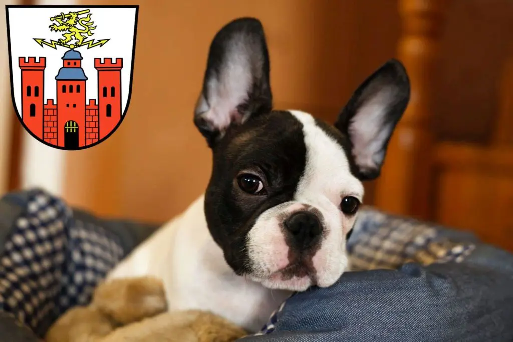 Französische Bulldogge Züchter mit Welpen Pirmasens, Rheinland-Pfalz