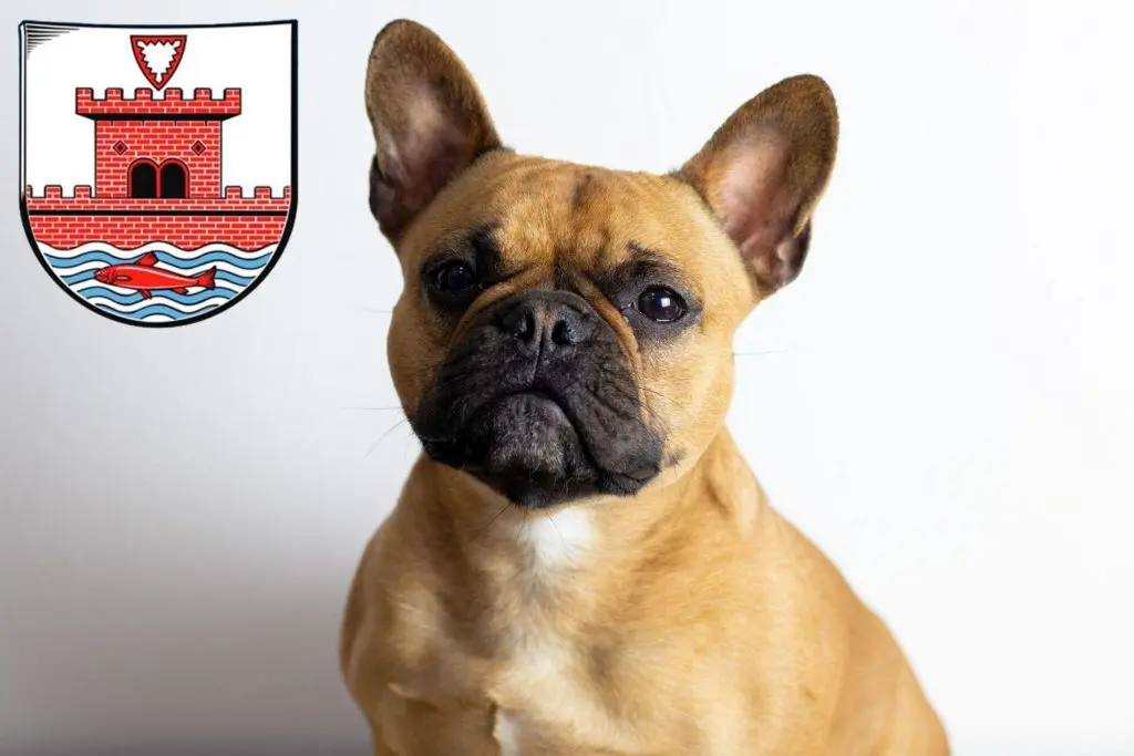 Französische Bulldogge Züchter mit Welpen Plön, Schleswig-Holstein