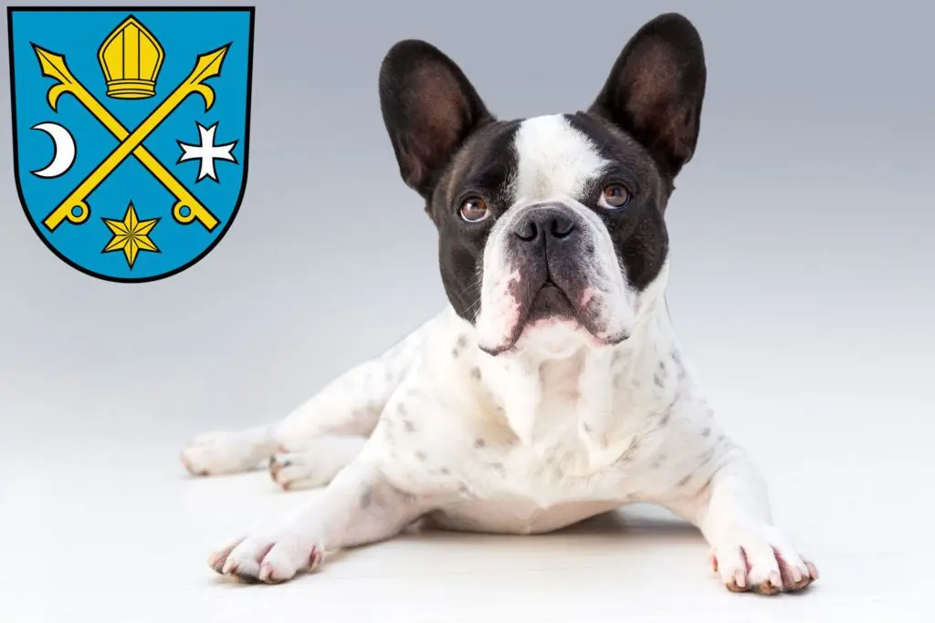 Französische Bulldogge Züchter mit Welpen Seelow, Brandenburg