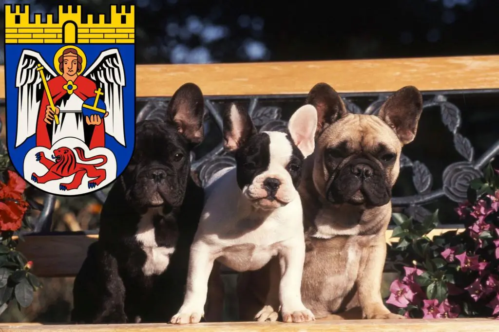 Französische Bulldogge Züchter mit Welpen Siegburg, Nordrhein-Westfalen