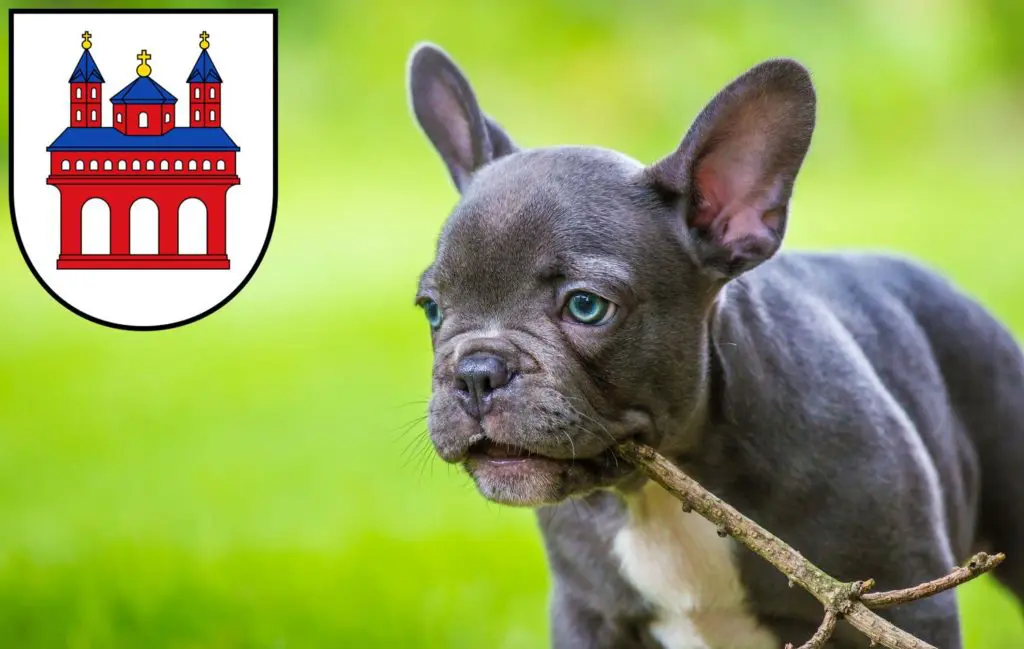 Französische Bulldogge Züchter mit Welpen Speyer, Rheinland-Pfalz