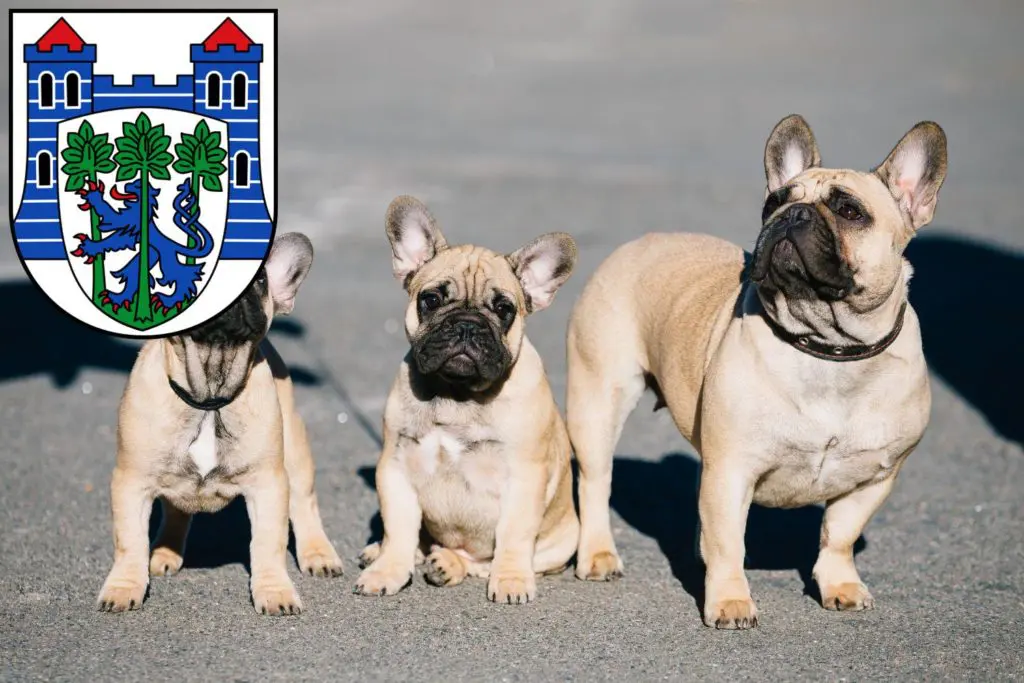 Französische Bulldogge Züchter mit Welpen Uelzen, Niedersachsen