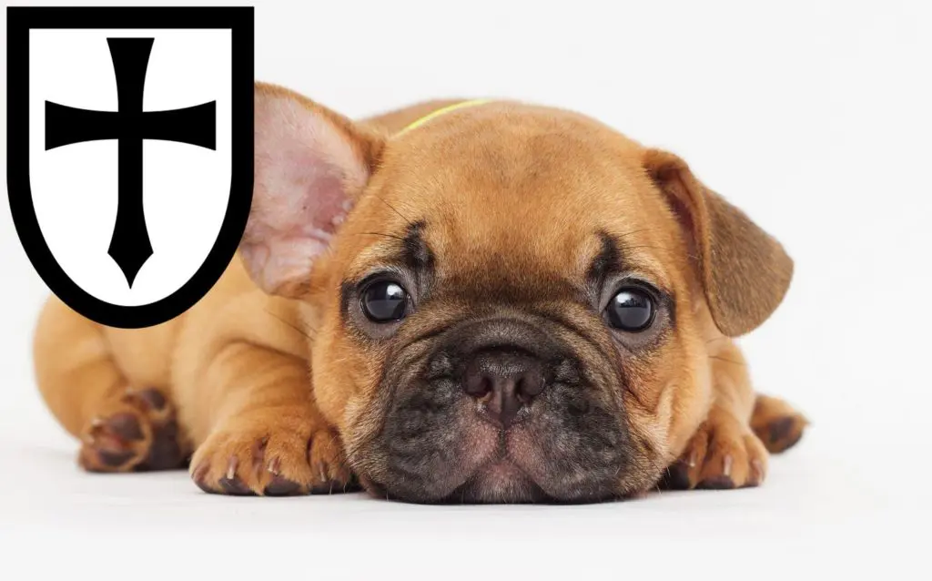 Französische Bulldogge Züchter mit Welpen Verden (Aller), Niedersachsen