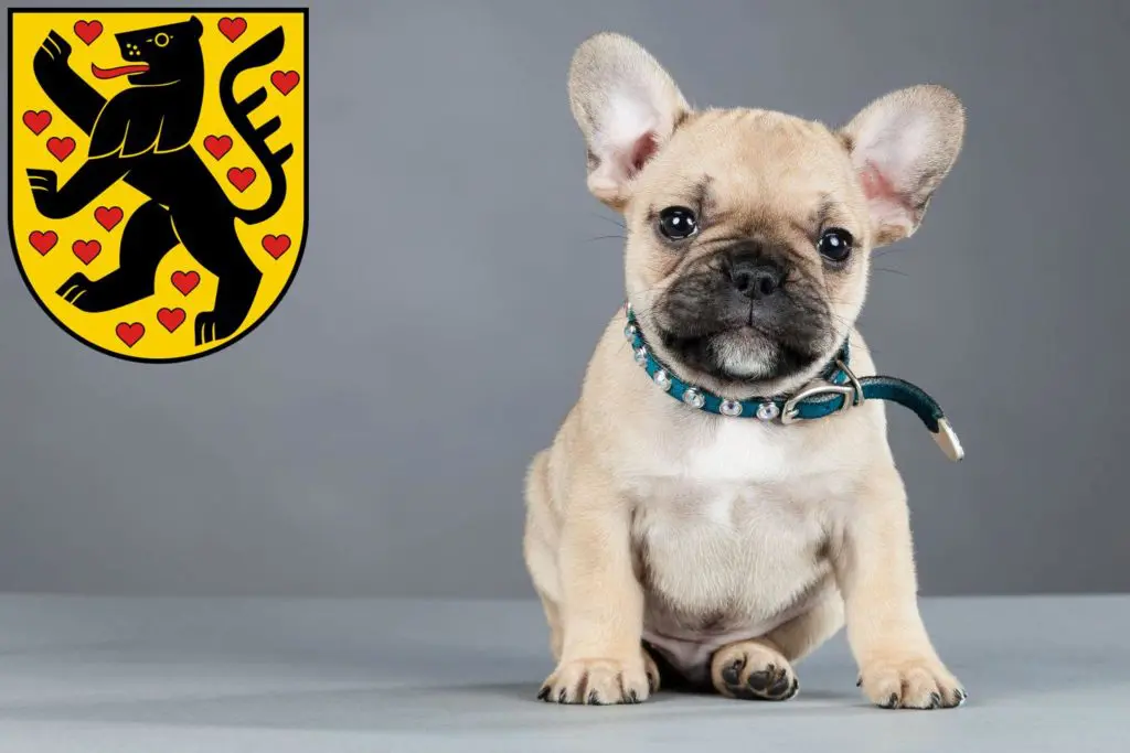 Französische Bulldogge Züchter mit Welpen Weimar, Thüringen