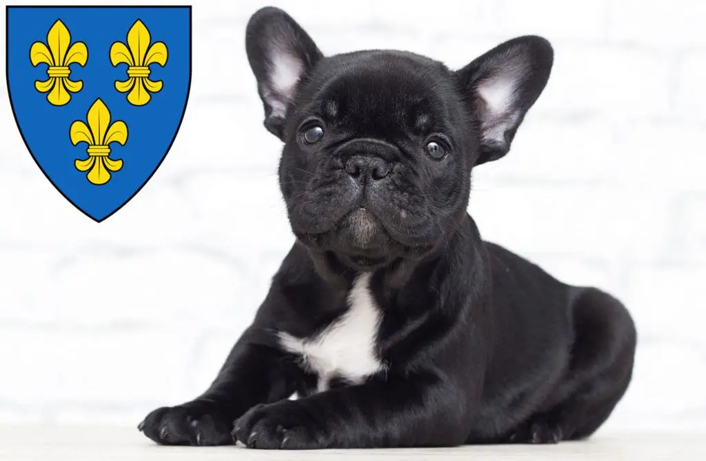 Französische Bulldogge Züchter mit Welpen Wiesbaden, Hessen