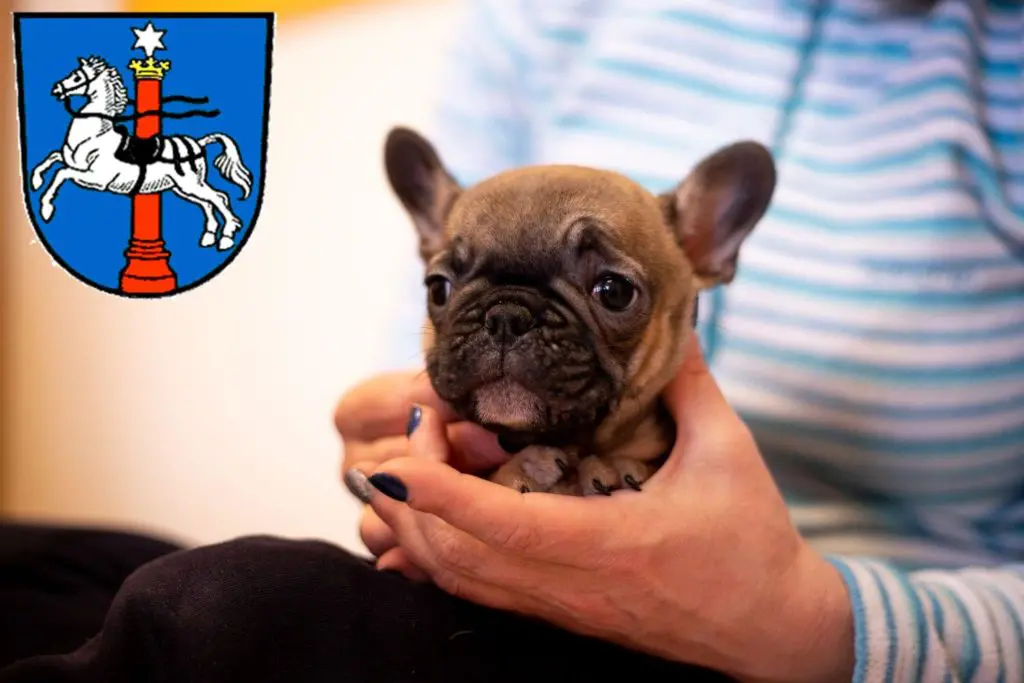 Französische Bulldogge Züchter mit Welpen Wolfenbüttel, Niedersachsen