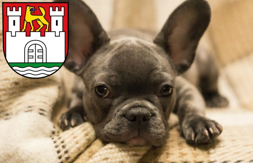 Französische Bulldogge Züchter mit Welpen Wolfsburg, Niedersachsen