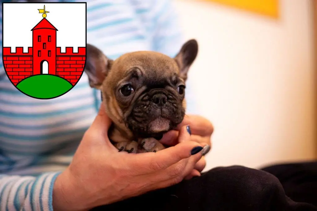 Französische Bulldogge Züchter mit Welpen Zirndorf, Bayern