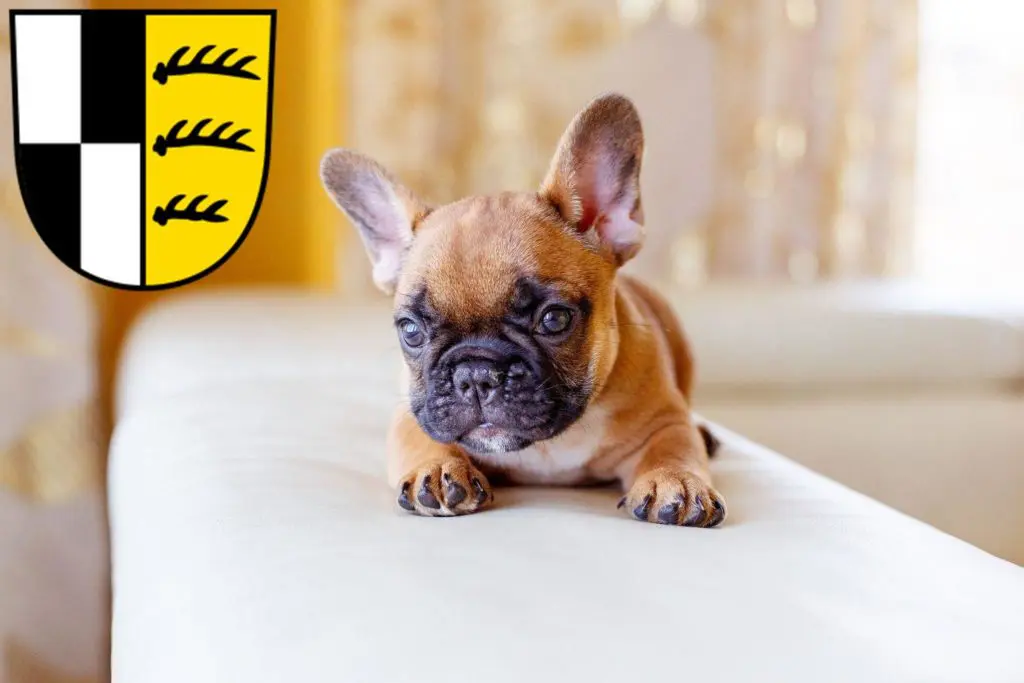 Französische Bulldogge Züchter mit Welpen Zollernalbkreis, Baden-Württemberg