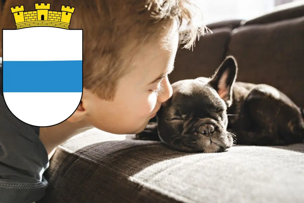 Französische Bulldogge Züchter mit Welpen Zug, Schweiz