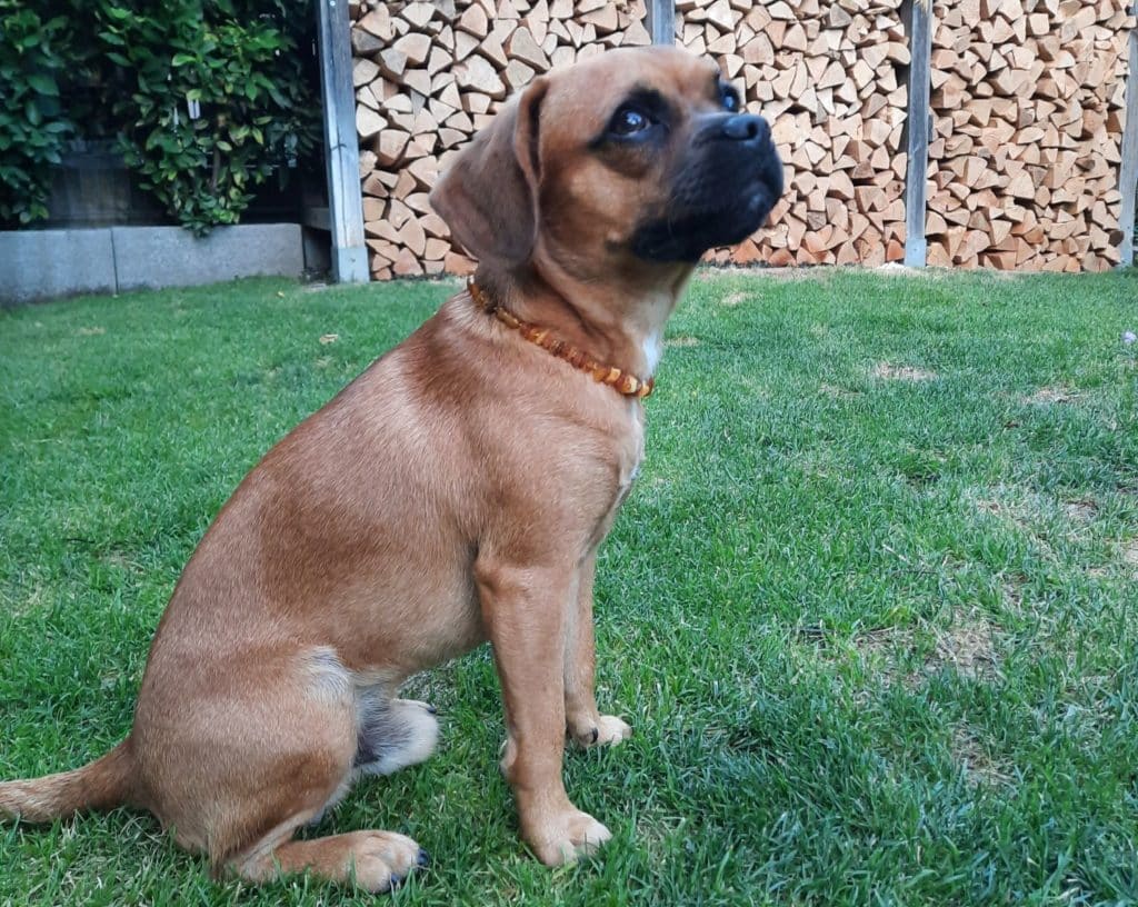 Französische Bulldogge Mix, Mischling FranzoesischeBulldogge.de