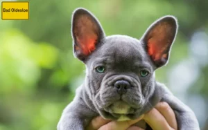 Mehr über den Artikel erfahren Französische Bulldogge Züchter und Welpen in Bad Oldesloe