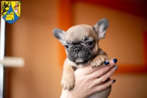 Mehr über den Artikel erfahren Französische Bulldogge Züchter und Welpen in Borna